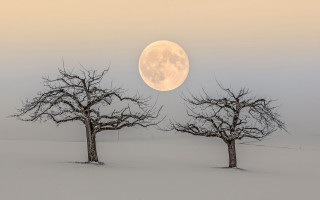 Full moon snowy forest foggy - free halloween wallpaper