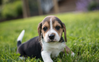 Puppy sad eyes grass outdoors - a puppy free wallpaper