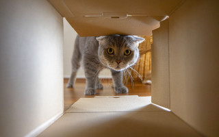 Cat hiding cardboard box liminal - the floor of a room free wallpaper