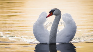 Swan swimming water wings spread - its wing free wallpaper