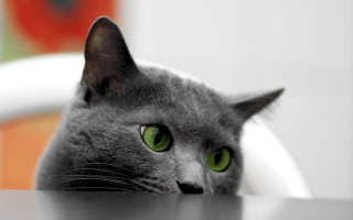 Black cat green eyes table - a table top free wallpaper