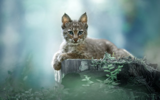 Kitten logs woods night moon - in the wood free wallpaper for desktop