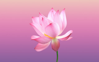 Pink flower gradient bloom 3d - a single flower free wallpaper