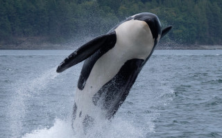 Orca jumping water black white - photograph free wallpaper