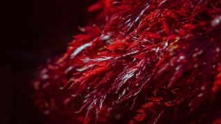 Red tree autumn leaves maple - lot of leaves free wallpaper