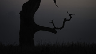 Bird perched moon night silhouette - photograph free wallpaper for desktop