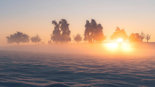 Foggy field trees sunset volumetric 2 - a foggy field free wallpaper for desktop