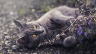 Cat plant yellow eyes flower - its mouth free wallpaper