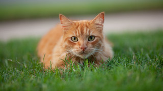 Sad cat in grass outdoor - sad free wallpaper