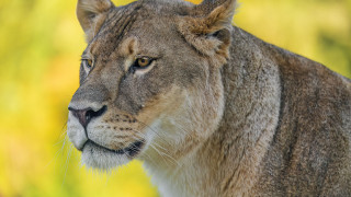 Lion closeup distant gaze blurry - a blurry background of grass and trees free wallpaper