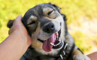 Dog cheerful tongue out yellow - tongue free wallpaper