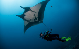 Manta ray scuba diver rayonism - nearby free wallpaper