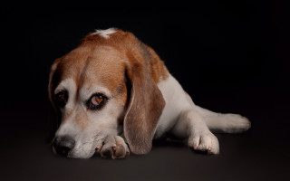 Dog laying down black background - his head free wallpaper