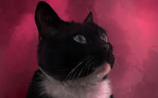 Black white cat pink background 2 - portrait free wallpaper