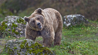 Brown bear walking grassy field 2 - a rock in the foreground free wallpaper