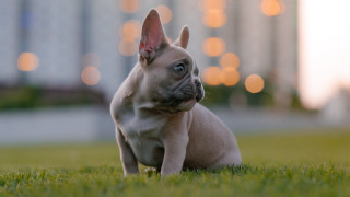 Small dog grass building lights - the grass behind free wallpaper