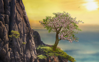 Tree cliff bird sunset fantasy - a sunset in the background free wallpaper for desktop