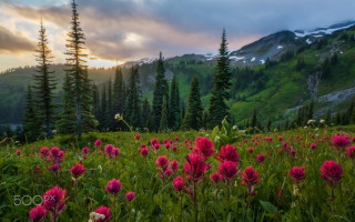 Flower field mountains sunset clouds 4 - free summer wallpaper for desktop