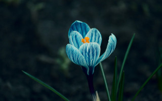 Blue flower yellow center grass - the grass next free wallpaper