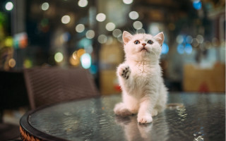 White kitten standing paws up - fructose free wallpaper