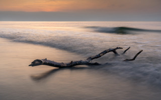 Dead tree beach waves sunset - long exposure free wallpaper for desktop