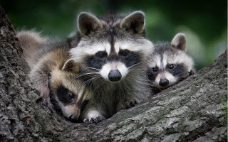 Raccoons tree camera animal photography - darrell riche free wallpaper