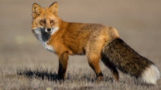 Fox field brown grass furry - brown background free wallpaper