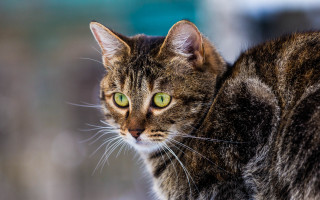 Cat green eyes looking distant - a cat free wallpaper