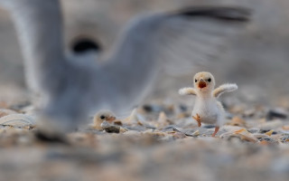 Birds beach flying explosion military - a sandy beach next free wallpaper