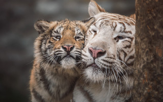 White tiger cubs photorealistic wildlife - the camera and the other free wallpaper for desktop