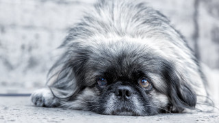 Sad small dog blue eyes - a small dog free wallpaper