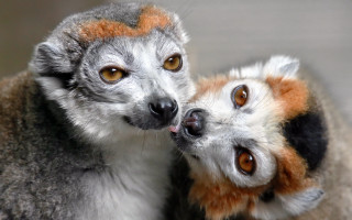 Cat dog licking table photorealistic - a couple of animals free wallpaper