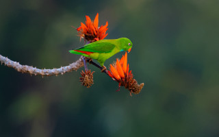 Green bird branch orange flowers - a green bird free wallpaper for desktop