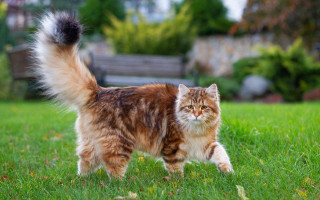 Fluffy cat walking green field - a lush green field of grass free wallpaper