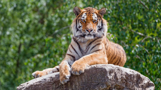 Tiger sitting on rock nature - top of a rock next free wallpaper