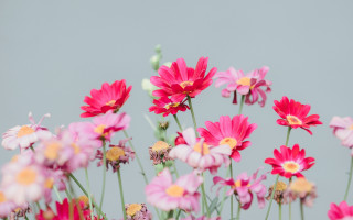 Pink yellow flowers vase blurry - a vase free wallpaper for desktop