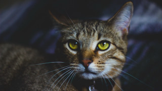 Black cat serious yellow eyes - canon 5 0 mm free wallpaper