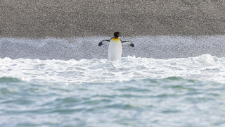 Penguin spread wings water ecological - a penguin free wallpaper
