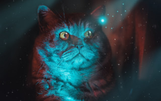 Cat hologram space aurora moon - affinity photo free wallpaper