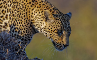 Leopard walking grassy hill wildlife - wild free wallpaper