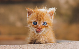 Orange kitten wall blue eyes - a small orange kitten free wallpaper