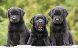 Black lab puppies blurry outdoors - free dogs wallpaper