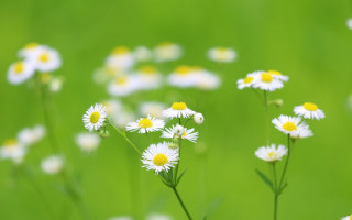 Daisy field green blurry background - a blurry background of grass free wallpaper