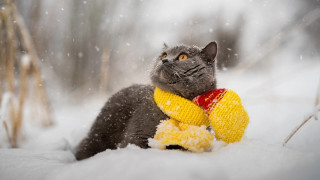 Cat stuffed corn snow winter - a cat free wallpaper