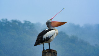 Bird post rain longbeak precisionism - mouth free wallpaper