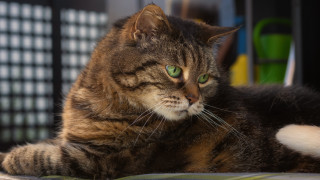 Cat green eyes blurry fence - catrin g grosse free wallpaper