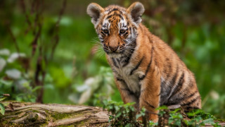 Tiger cub sad woods log - a tiger cub free wallpaper