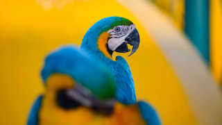 Blue yellow parrot wall fauvism - parrot free wallpaper
