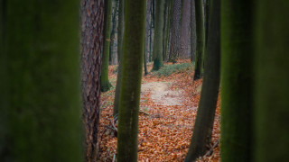 Forest path leaves trees shallow - the ground and trees free wallpaper for desktop