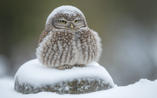 Small owl snow rock blurry - a small owl free wallpaper for desktop